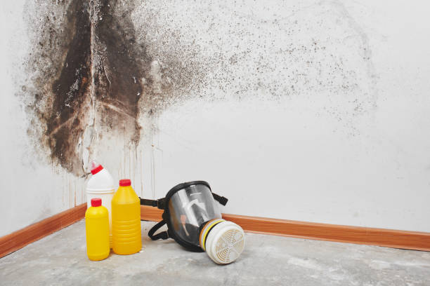 Best Black Mold Removal  in Munster, IN